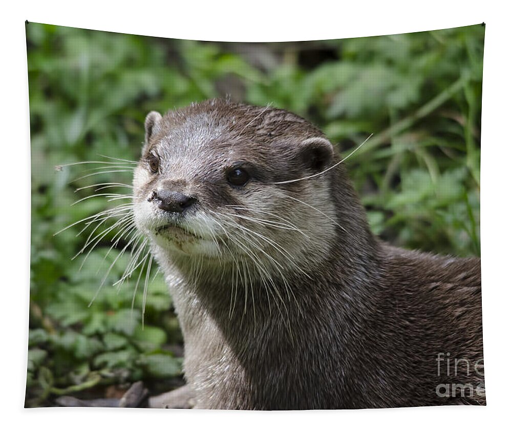Otter Tapestry featuring the photograph Asian short clawed otter by Steev Stamford