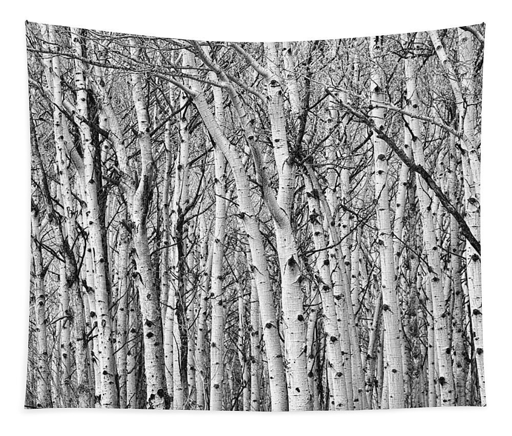 Scenic Tapestry featuring the photograph Aspen Forest Tree Trunk Bark by James BO Insogna