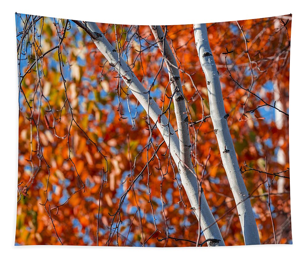 Fall Tapestry featuring the photograph Aspen by Sebastian Musial