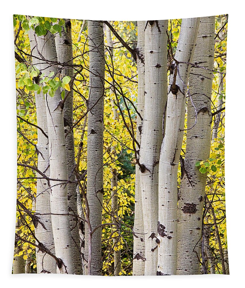 Aspen Tapestry featuring the photograph Aspen Trees in Autumn Color Portrait View by James BO Insogna