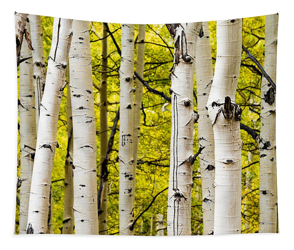 Aspen Tapestry featuring the photograph Aspens by Chad Dutson