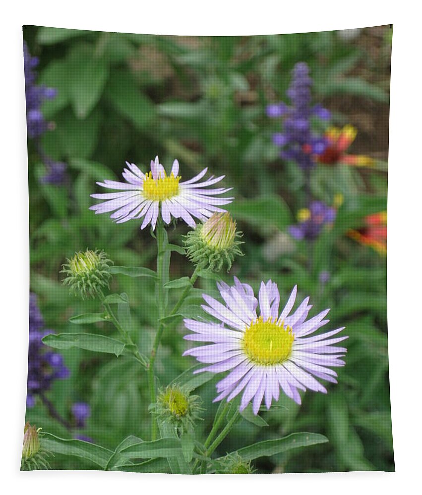 Asters Tapestry featuring the photograph Asters in close-up by Ron Monsour