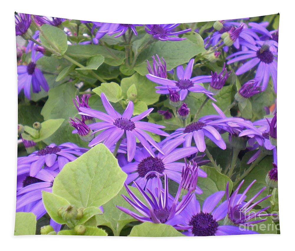 Purple Tapestry featuring the photograph Asters by Kim Prowse