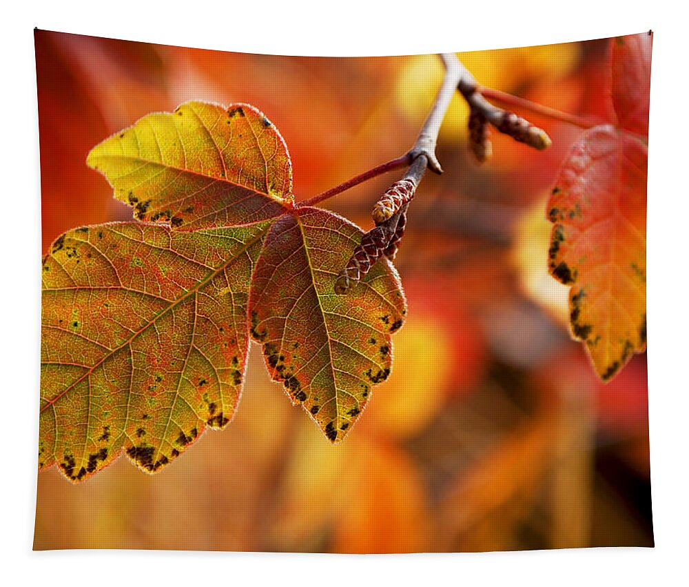 Becky Furgason Tapestry featuring the photograph #autumn by Becky Furgason