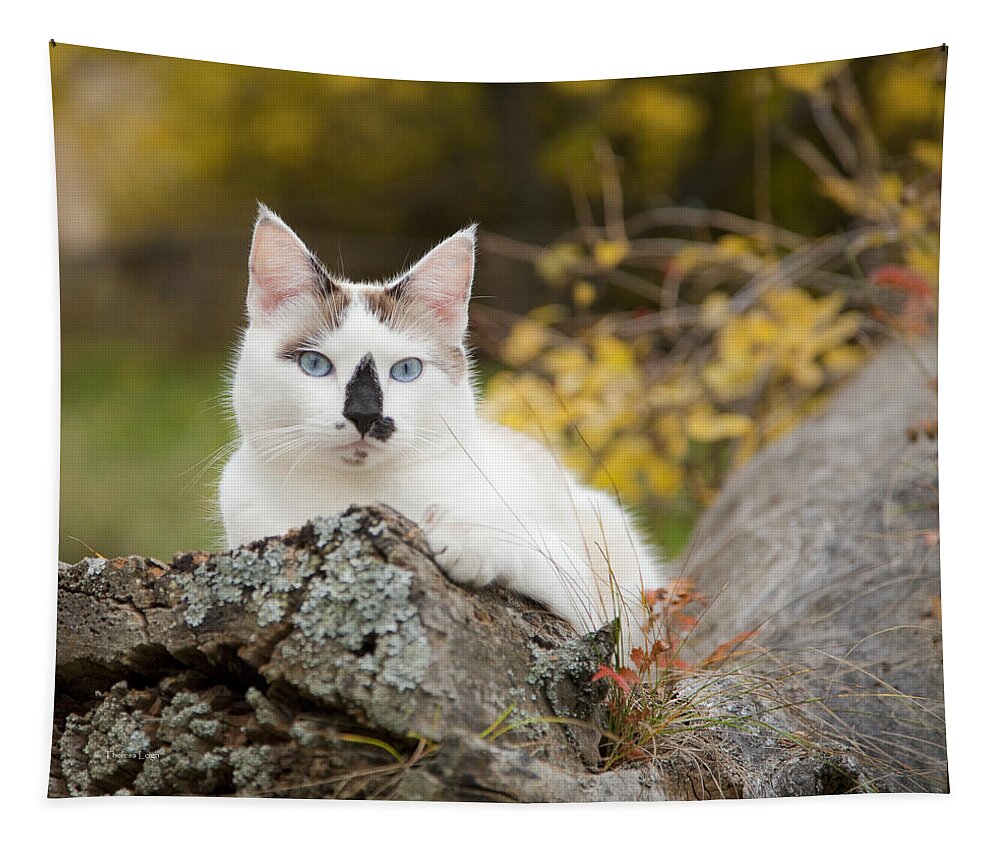 Autumn Tapestry featuring the photograph Autumn Cat by Theresa Tahara