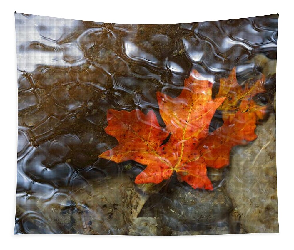 Autumn Tapestry featuring the photograph Autumn Down Under by David Andersen
