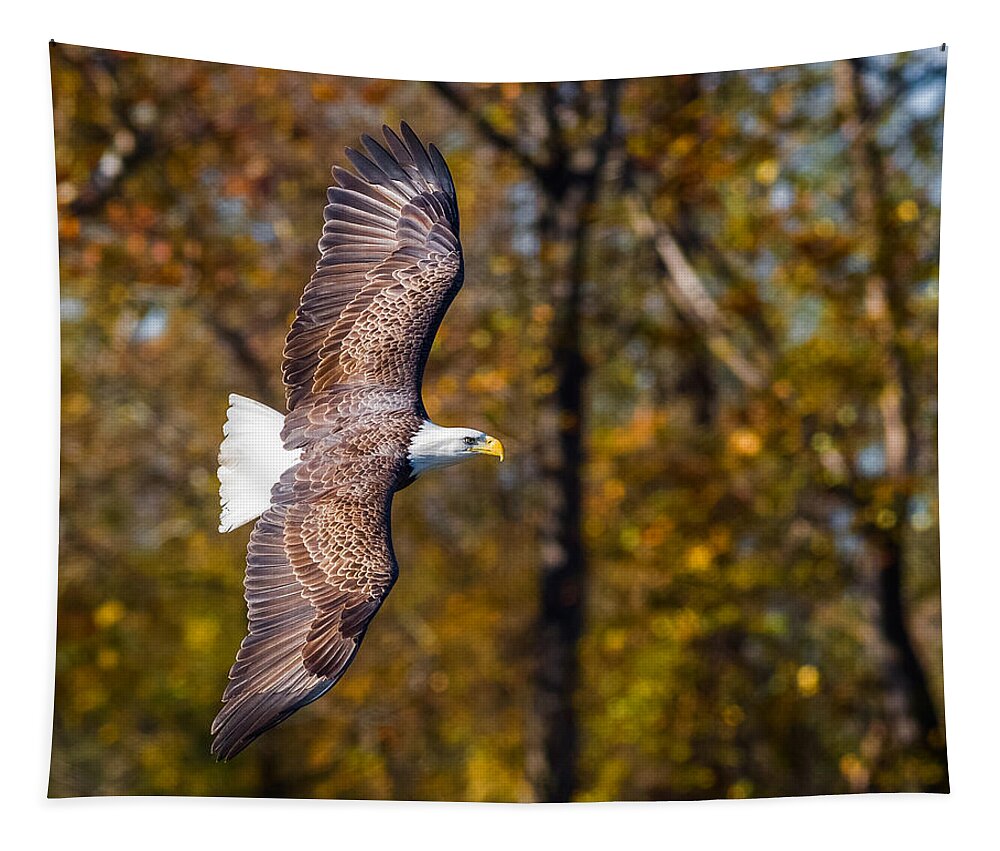 Da* 300 Tapestry featuring the photograph Autumn Eagle by Lori Coleman