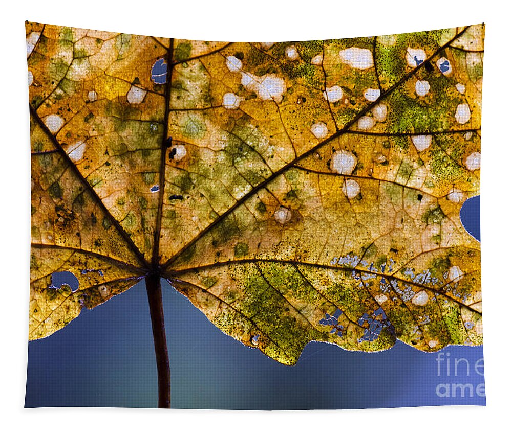 Leaf Tapestry featuring the photograph Autumn Leaves 3 by Bob Christopher