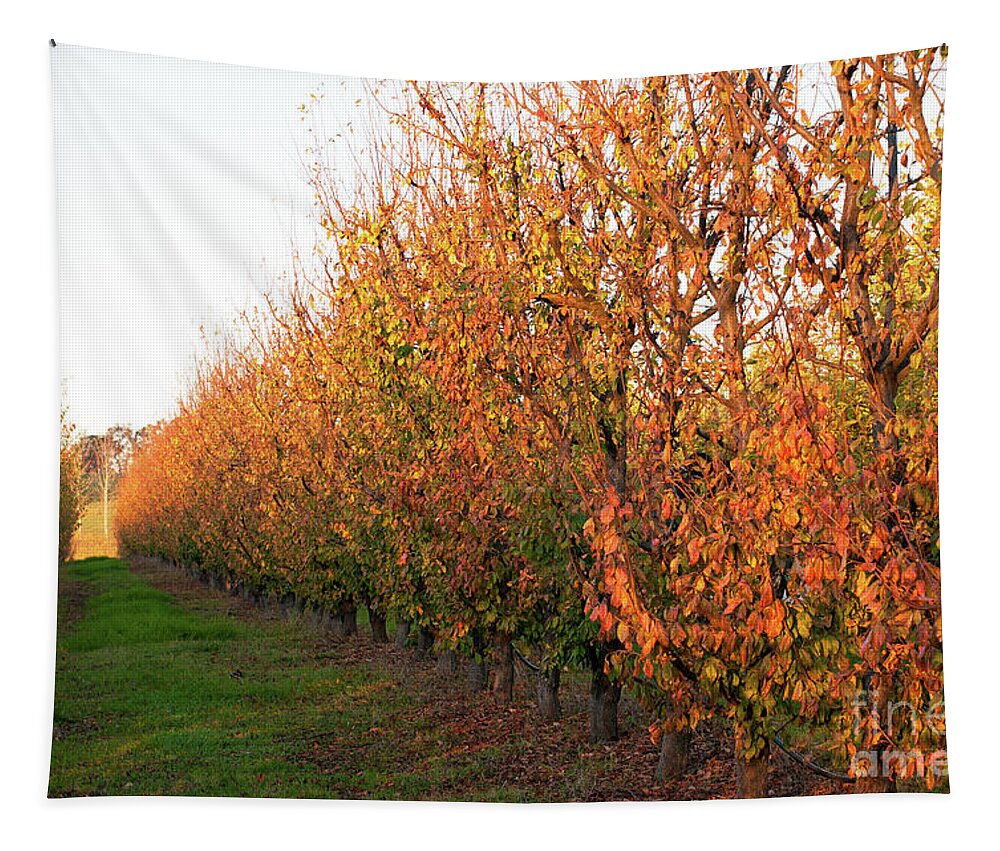Autumn Tapestry featuring the photograph Autumn Orchard by Rick Piper Photography