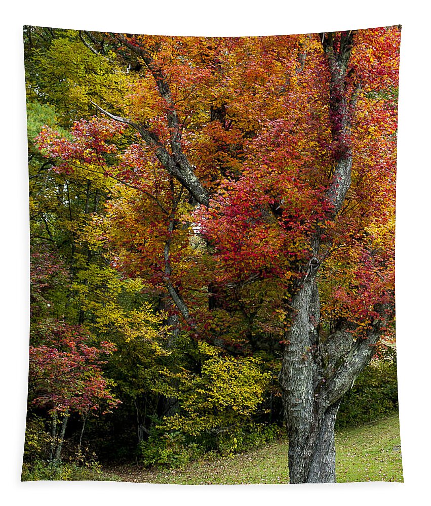 Autumn Splendor Tapestry featuring the photograph Autumn Splendor by Terry DeLuco