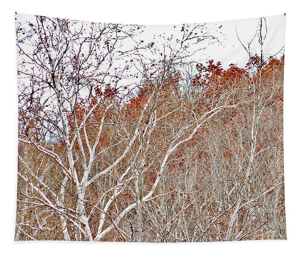 Cuyahoga Valley National Park Tapestry featuring the photograph Autumn Sycamores by Bruce Patrick Smith
