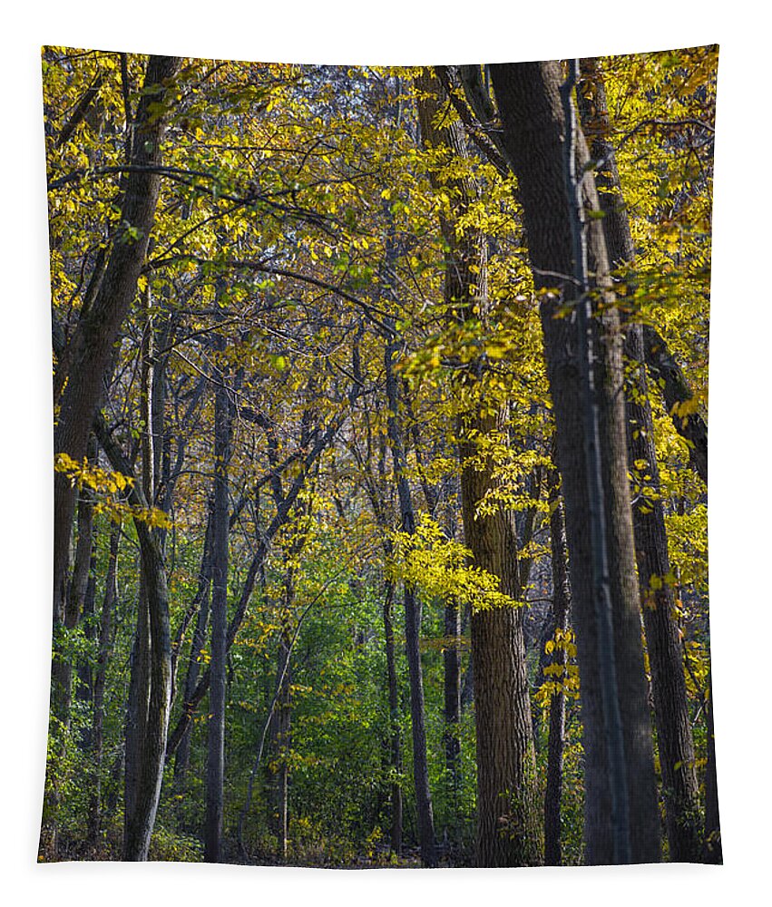 Fall Tapestry featuring the photograph Autumn Trees Alley by Sebastian Musial