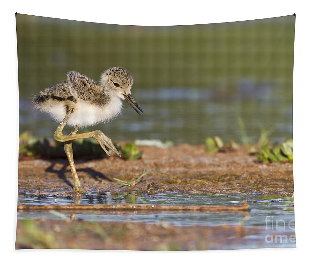 Stilt Tapestry featuring the photograph Baby Black-necked Stilt exploring by Bryan Keil