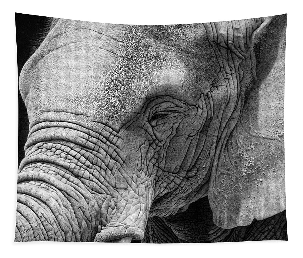 Elephant Tapestry featuring the drawing Baby Face by Stirring Images