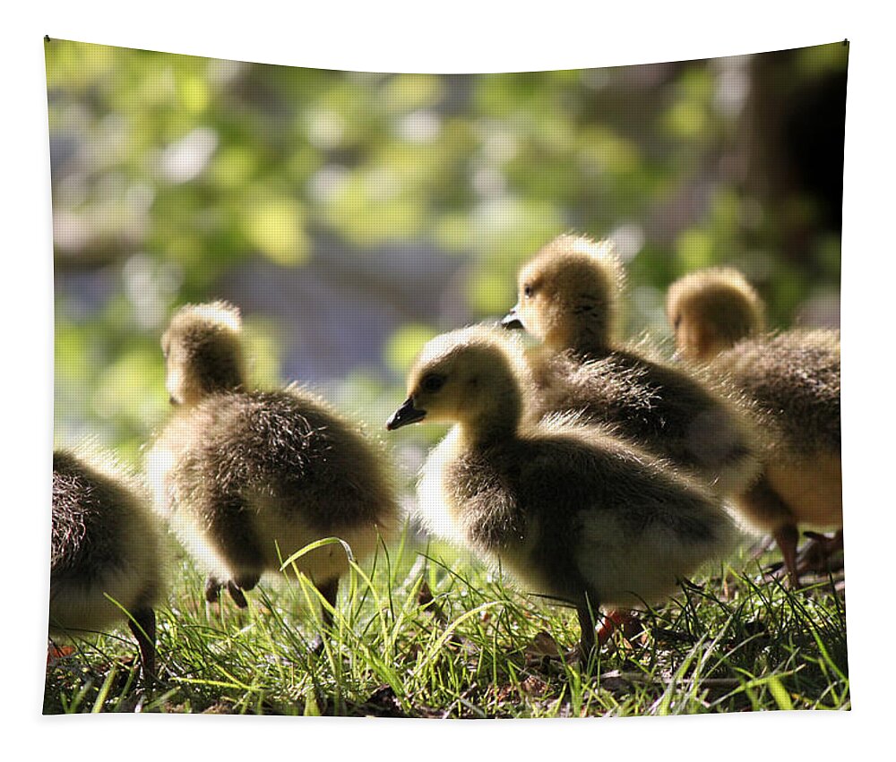 Geese Tapestry featuring the photograph Baby Lookout by Melanie Lankford Photography