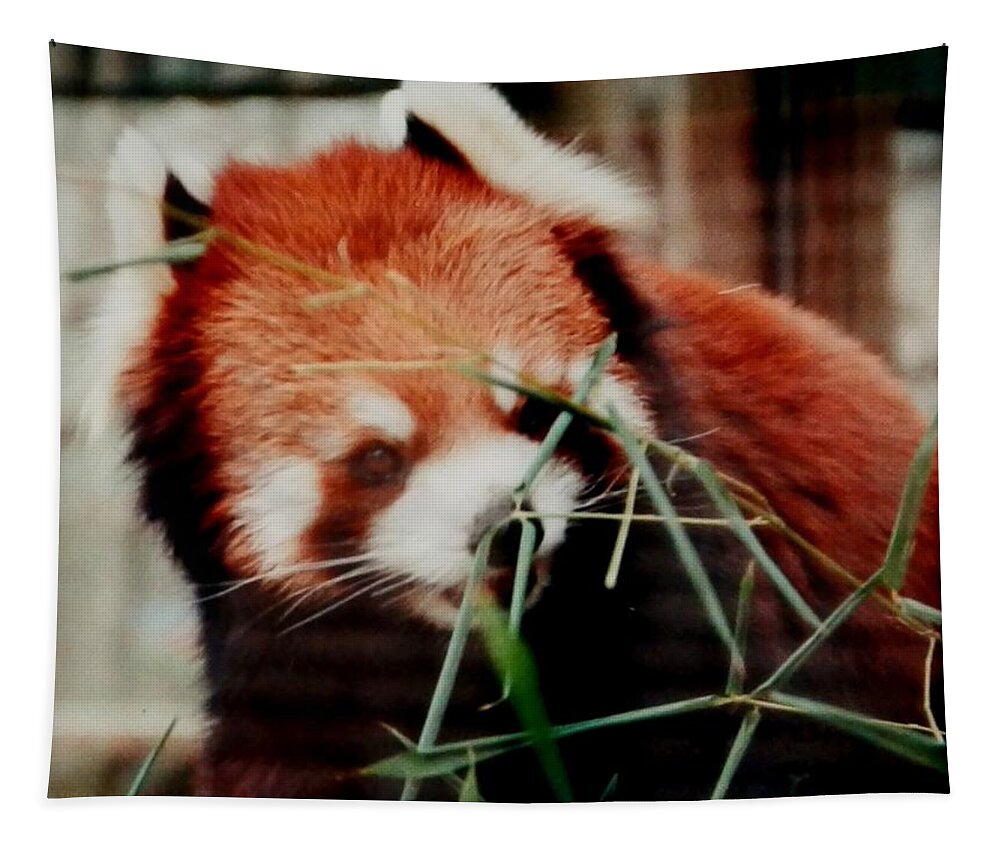 #redpanda #ohiozoo #eatinglunch #baby Tapestry featuring the photograph Baby Red Panda Bear by Belinda Lee