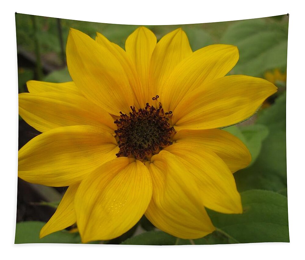 Sunflower Tapestry featuring the photograph Baby Sunflower by Spencer Hughes