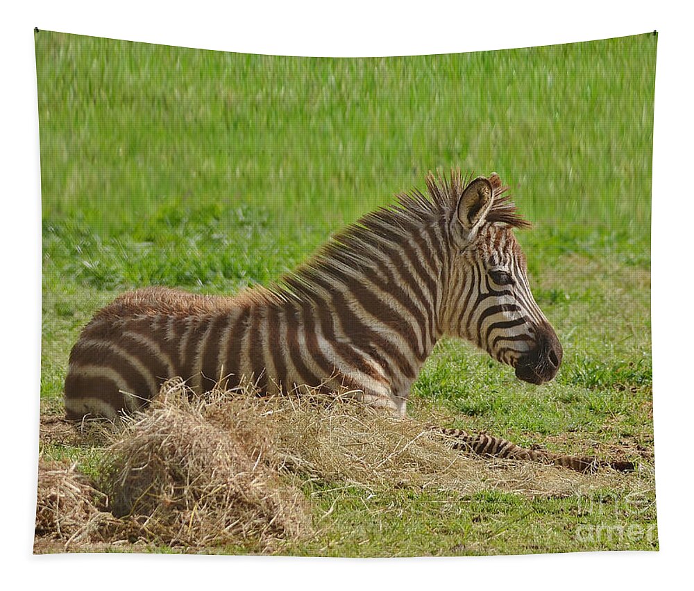 Zebra Tapestry featuring the photograph Baby Zebra Resting by Kathy Baccari