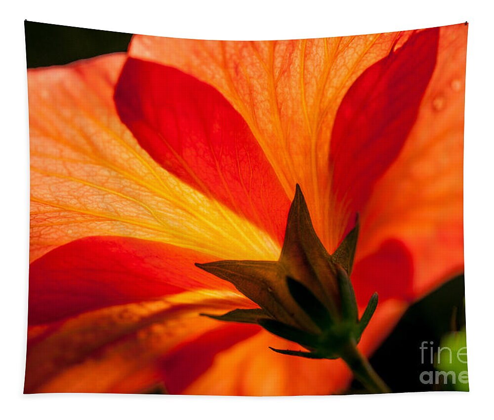 Flower Tapestry featuring the photograph Back Lit by Dale Powell