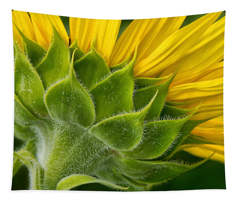 Back Of Sunflower Tapestry featuring the photograph Back of Sunflower by Carolyn Derstine