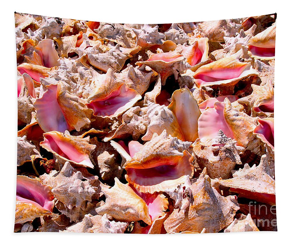 Conch Tapestry featuring the photograph Bahama Conch by Carey Chen