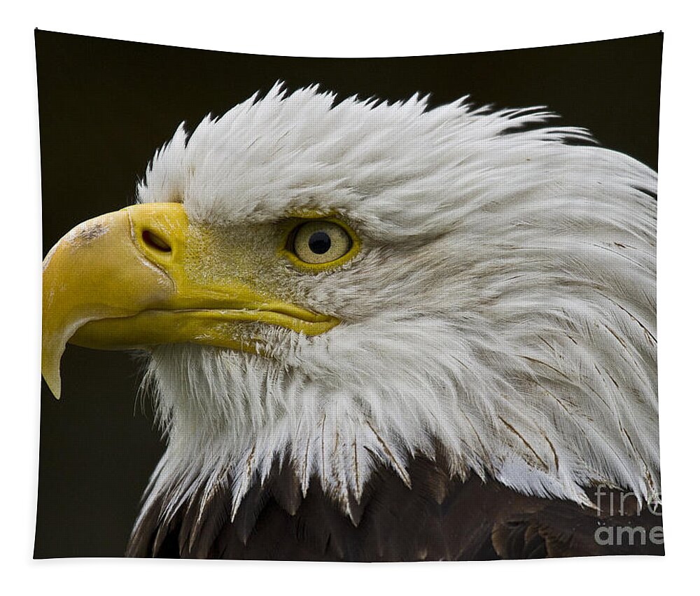 Eagle Tapestry featuring the photograph Bald Eagle - 7 by Heiko Koehrer-Wagner