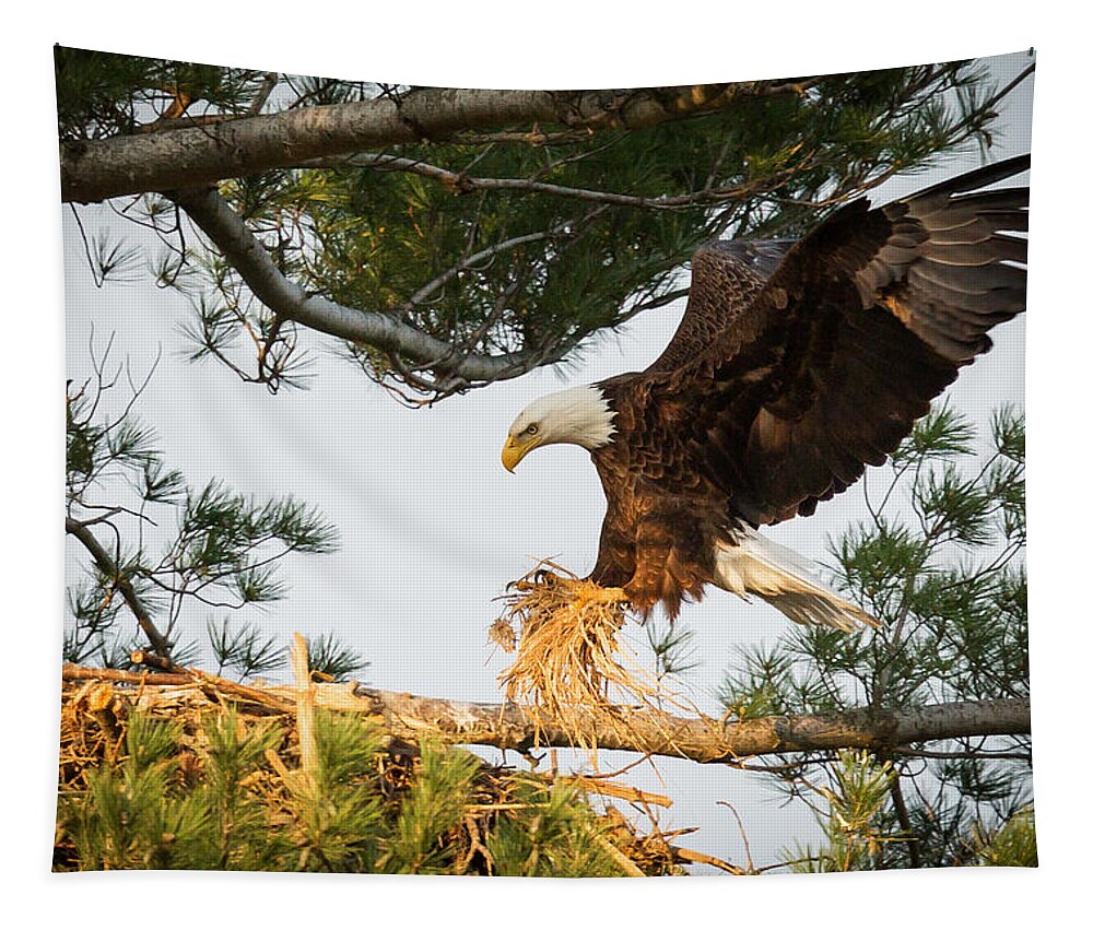 Bald Eagle Tapestry featuring the photograph Bald Eagle building nest by Everet Regal