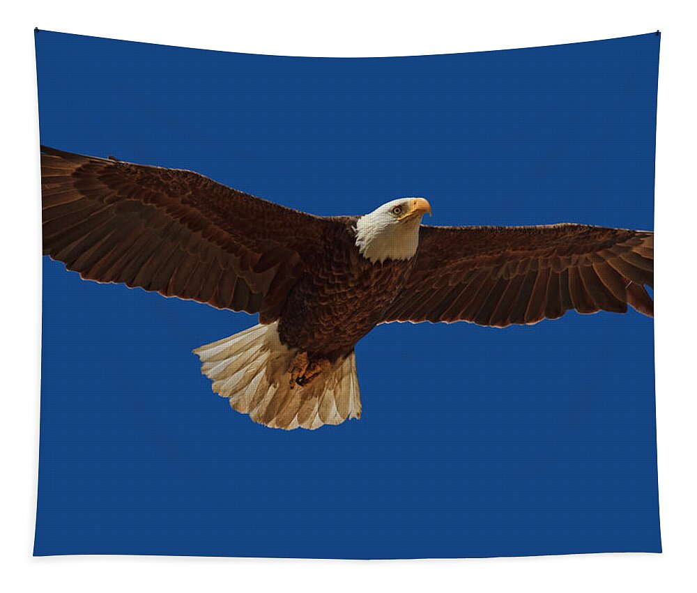 Bald Eagle Tapestry featuring the photograph Bald Eagle Close Encounter by Beth Sargent