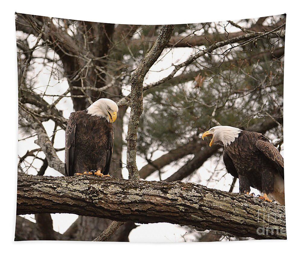 Adult Bald Eagles Tapestry featuring the photograph Bald Eagle Courtship by Jai Johnson