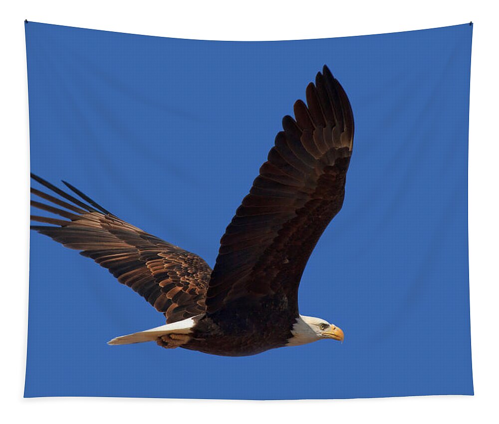 Bald Eagle Tapestry featuring the photograph Bald Eagle Fly By by Beth Sargent