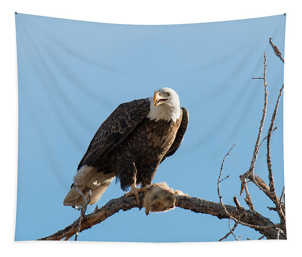 Eagle Tapestry featuring the photograph Bald Eagle Guards its Meal by Tony Hake