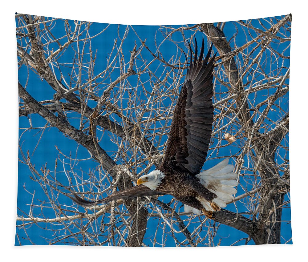 Bald Eagle Tapestry featuring the photograph Bald Eagle in Flight by Dawn Key