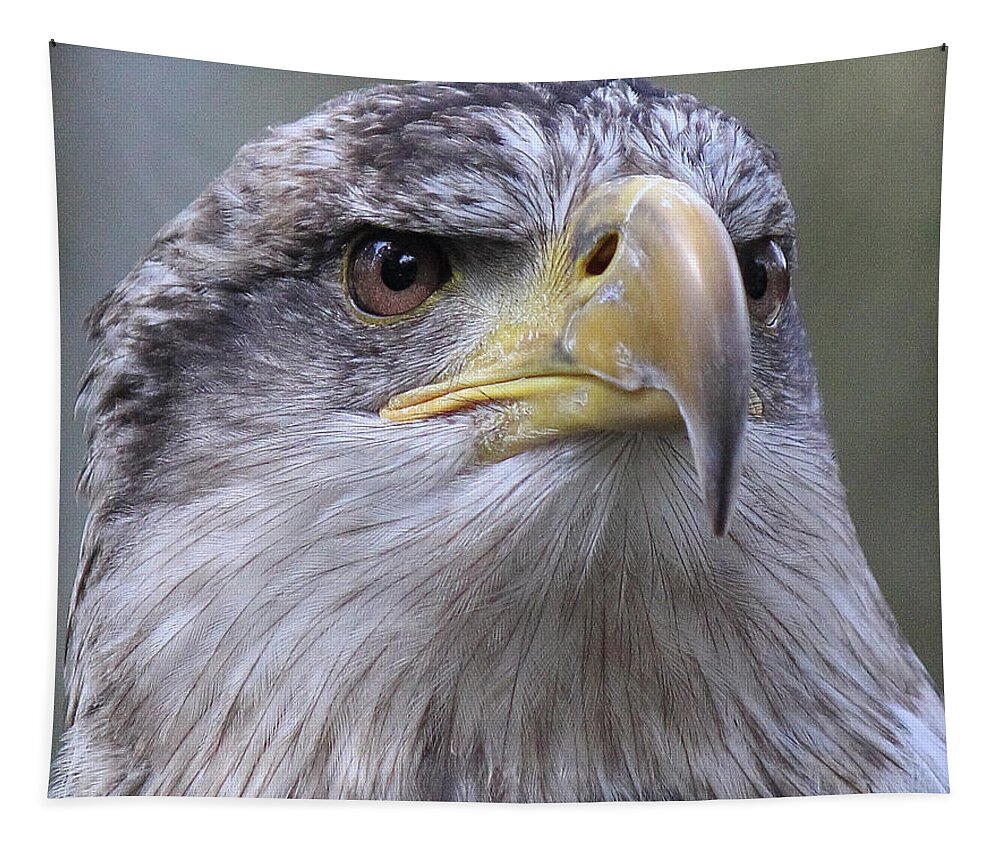 Bald Eagle Tapestry featuring the photograph Bald Eagle - Juvenile by Randy Hall