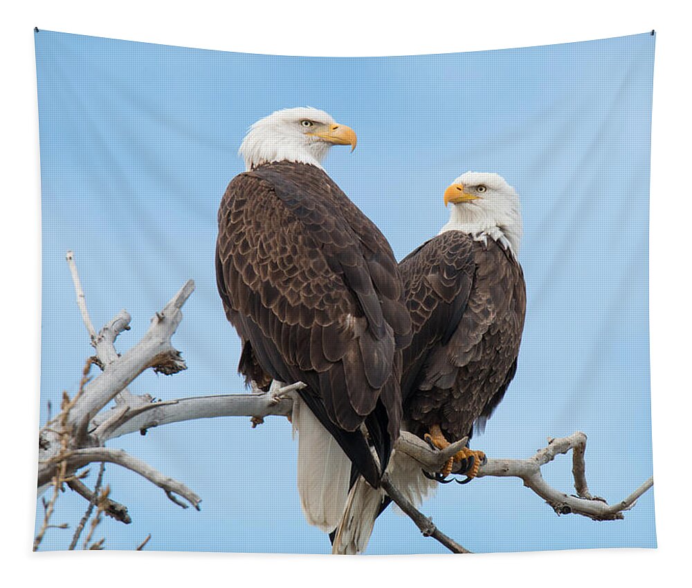 Bald Eagle Tapestry featuring the photograph Bald Eagle Mates Form a Heart by Tony Hake