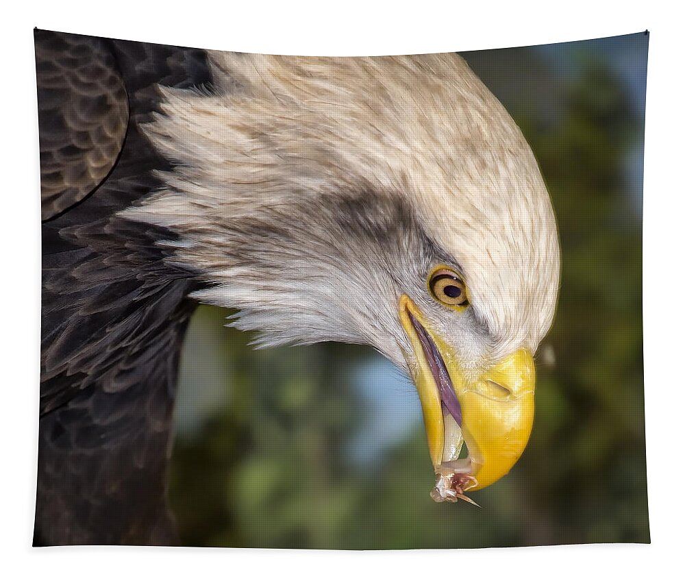 Eagle Tapestry featuring the photograph Bald Eagle Snacks by Bill and Linda Tiepelman