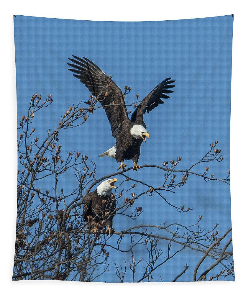 Marsh Tapestry featuring the photograph Bald Eagles Screaming DRB169 by Gerry Gantt