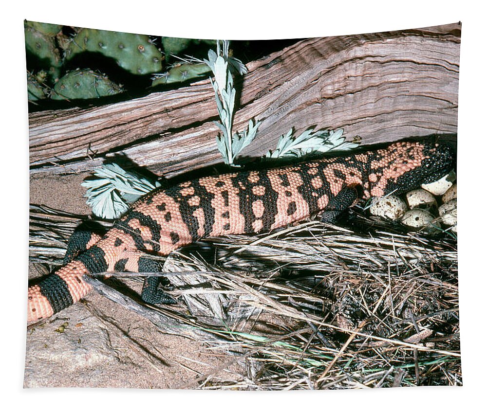 Animal Tapestry featuring the photograph Banded Gila Monster by Robert J. Erwin