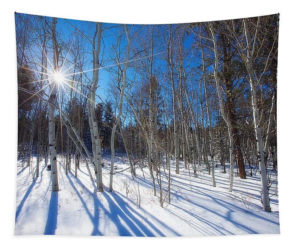 Winter Tapestry featuring the photograph Bare Aspens by Darren White
