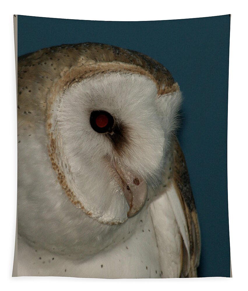 Barn Owl Tapestry featuring the photograph Barn Owl 2 by Ernest Echols