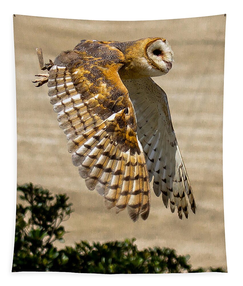 Barn Owl Tapestry featuring the photograph Barn Owl by Robert L Jackson