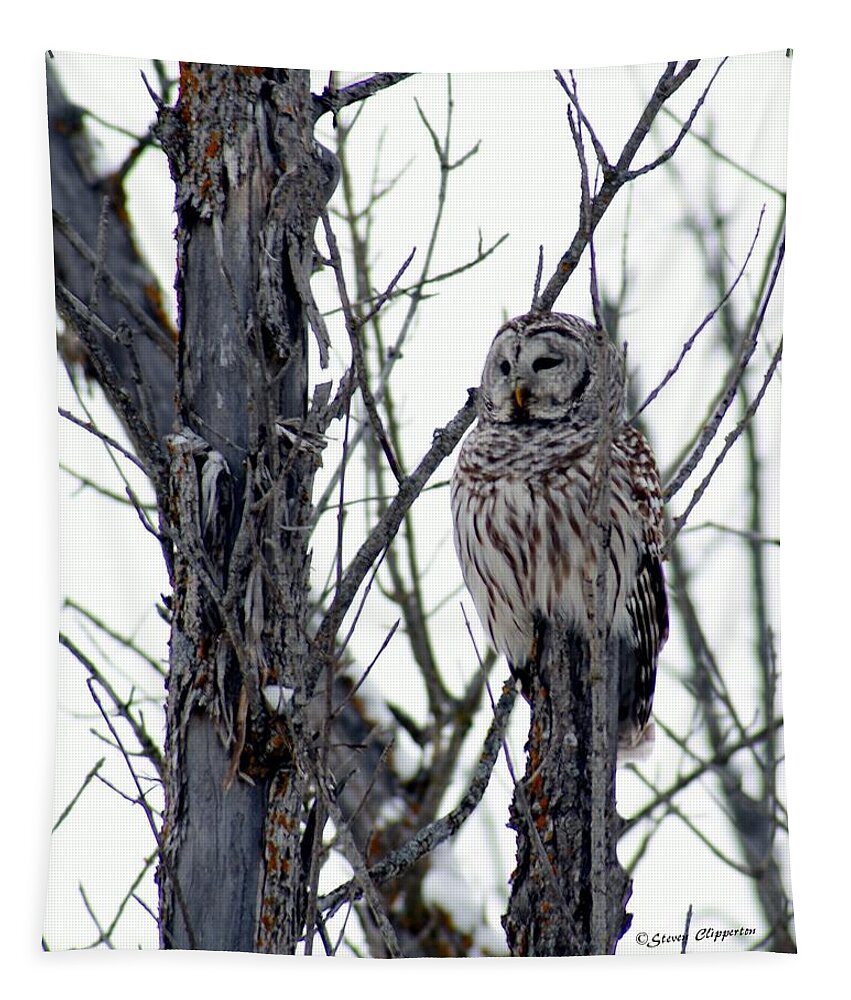 Owl Tapestry featuring the photograph Barred Owl 2 by Steven Clipperton