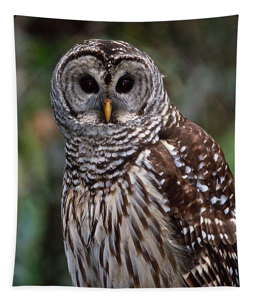 Barred Tapestry featuring the photograph Barred Owl by Bradford Martin
