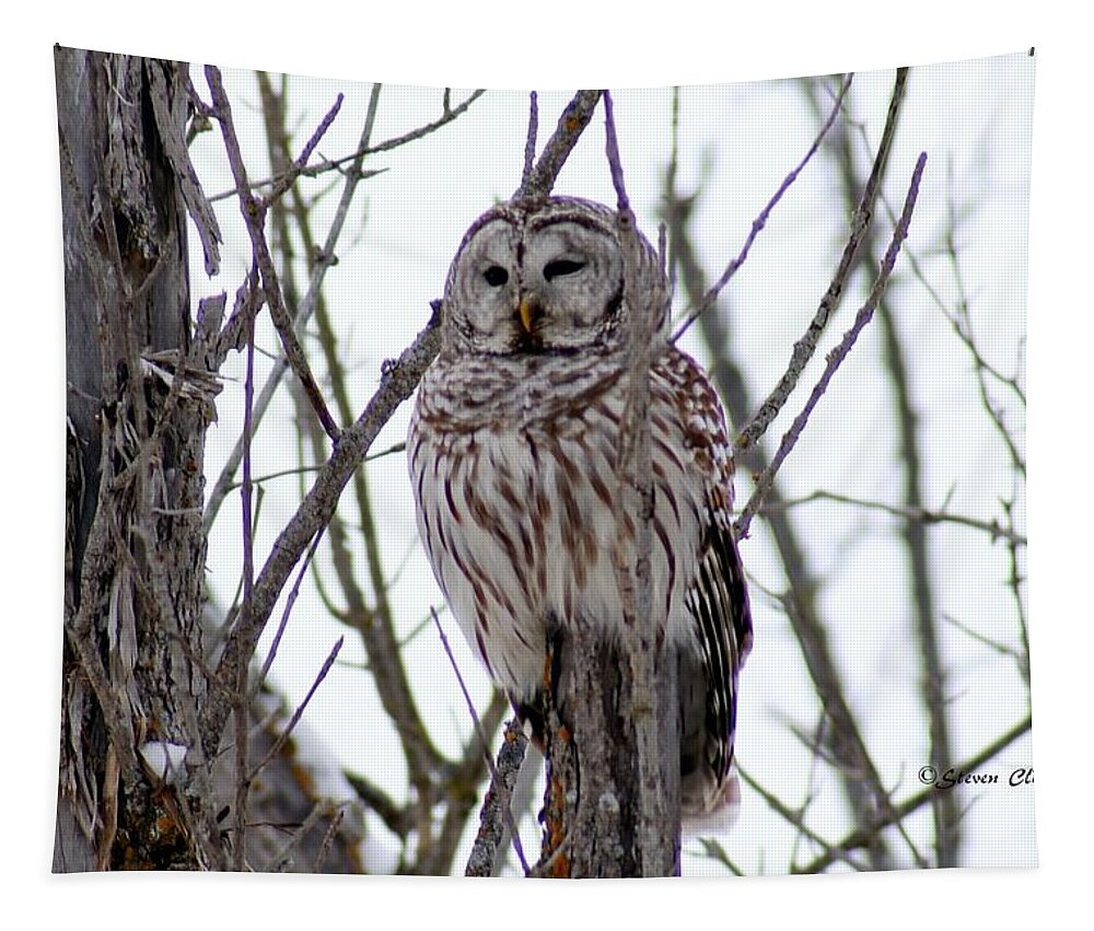Owl Tapestry featuring the photograph Barred Owl by Steven Clipperton