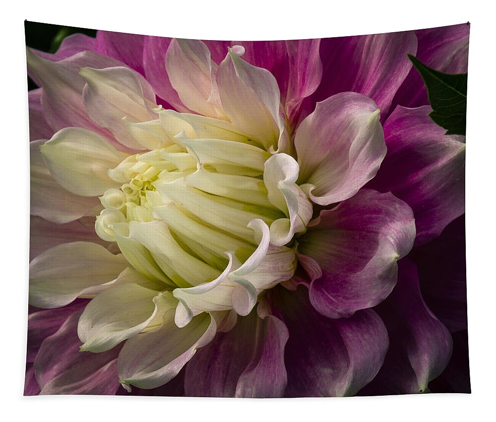 Dahlia Tapestry featuring the photograph Bashful Dahlia by Jean Noren