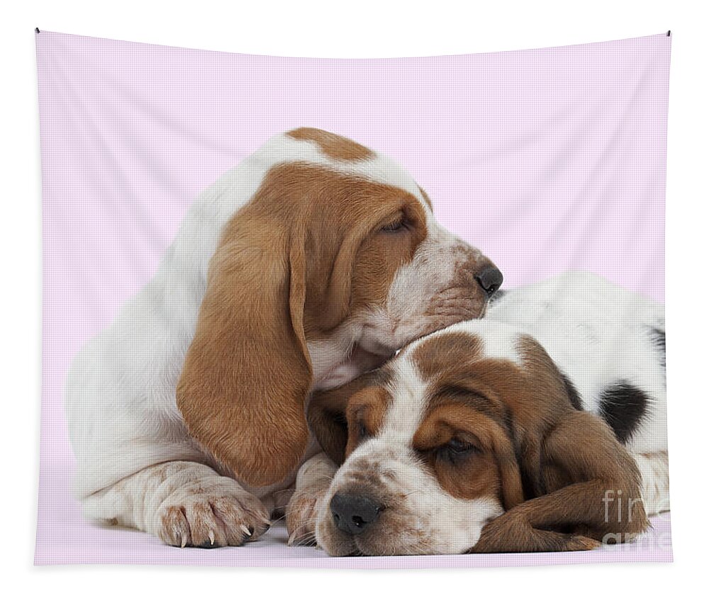 Dog Tapestry featuring the photograph Basset Hound Puppies by Jean-Michel Labat