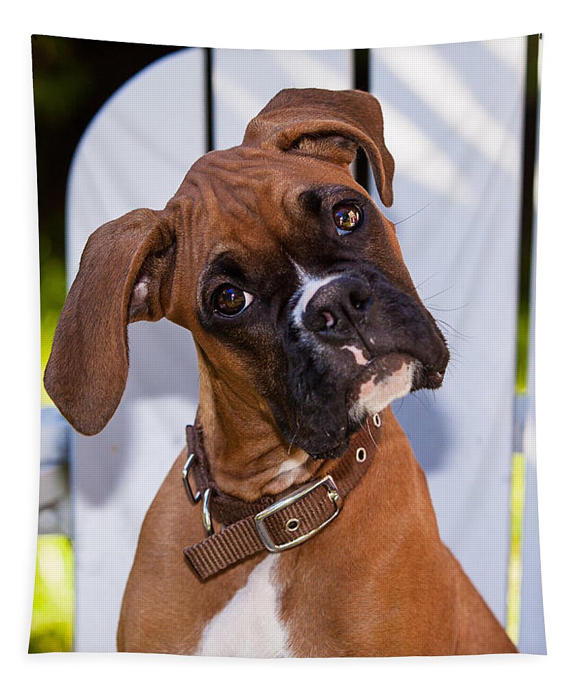 Boxer Tapestry featuring the photograph Beau the Boxer by Karen Varnas