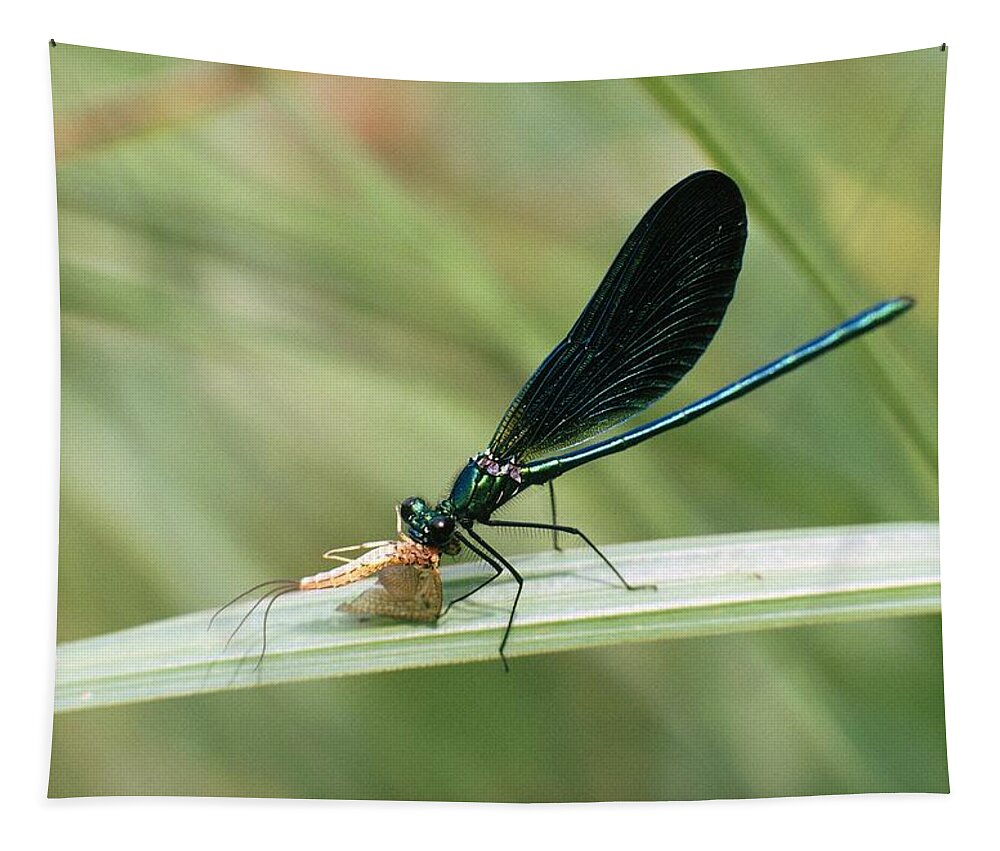 Animal Tapestry featuring the photograph Beautiful Demoiselle by Perennou Nuridsany