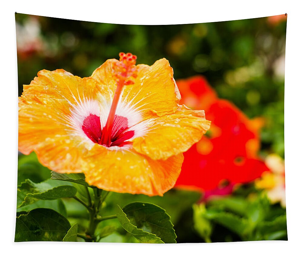 Beautiful Tapestry featuring the photograph Beautiful Hibiscus by Raul Rodriguez