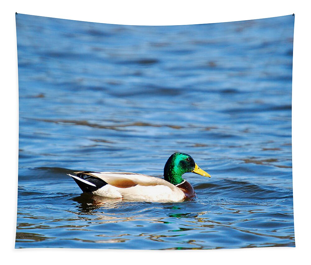 Male Tapestry featuring the photograph Beautiful Male Mallard by Crystal Wightman