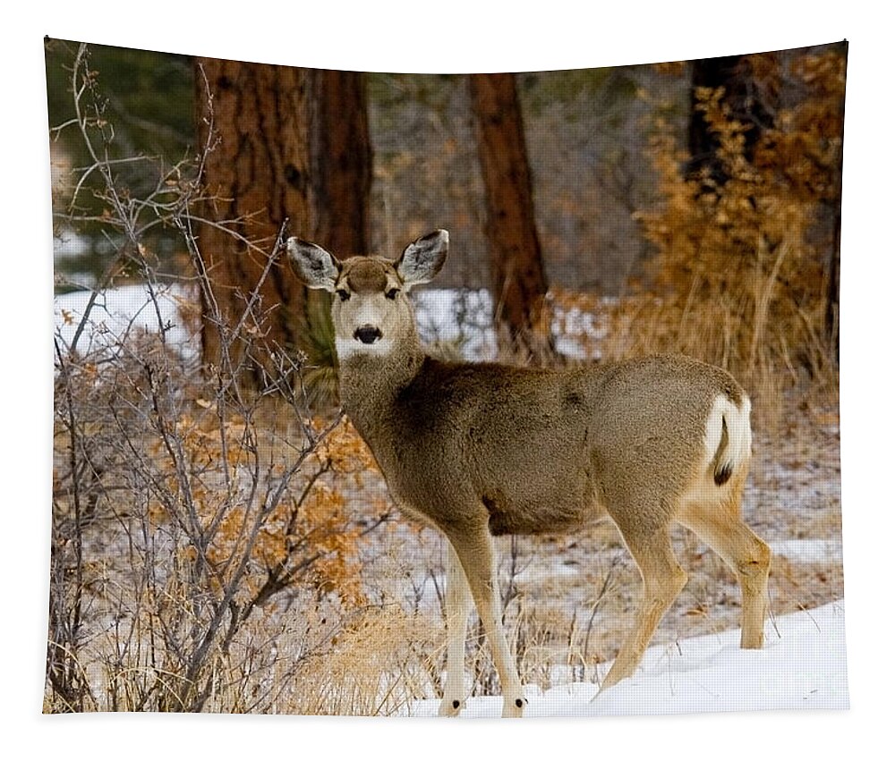 Mule Deer Tapestry featuring the photograph Beautiful Mule Deer by Steven Krull